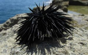 Un riccio di mare su uno scoglio