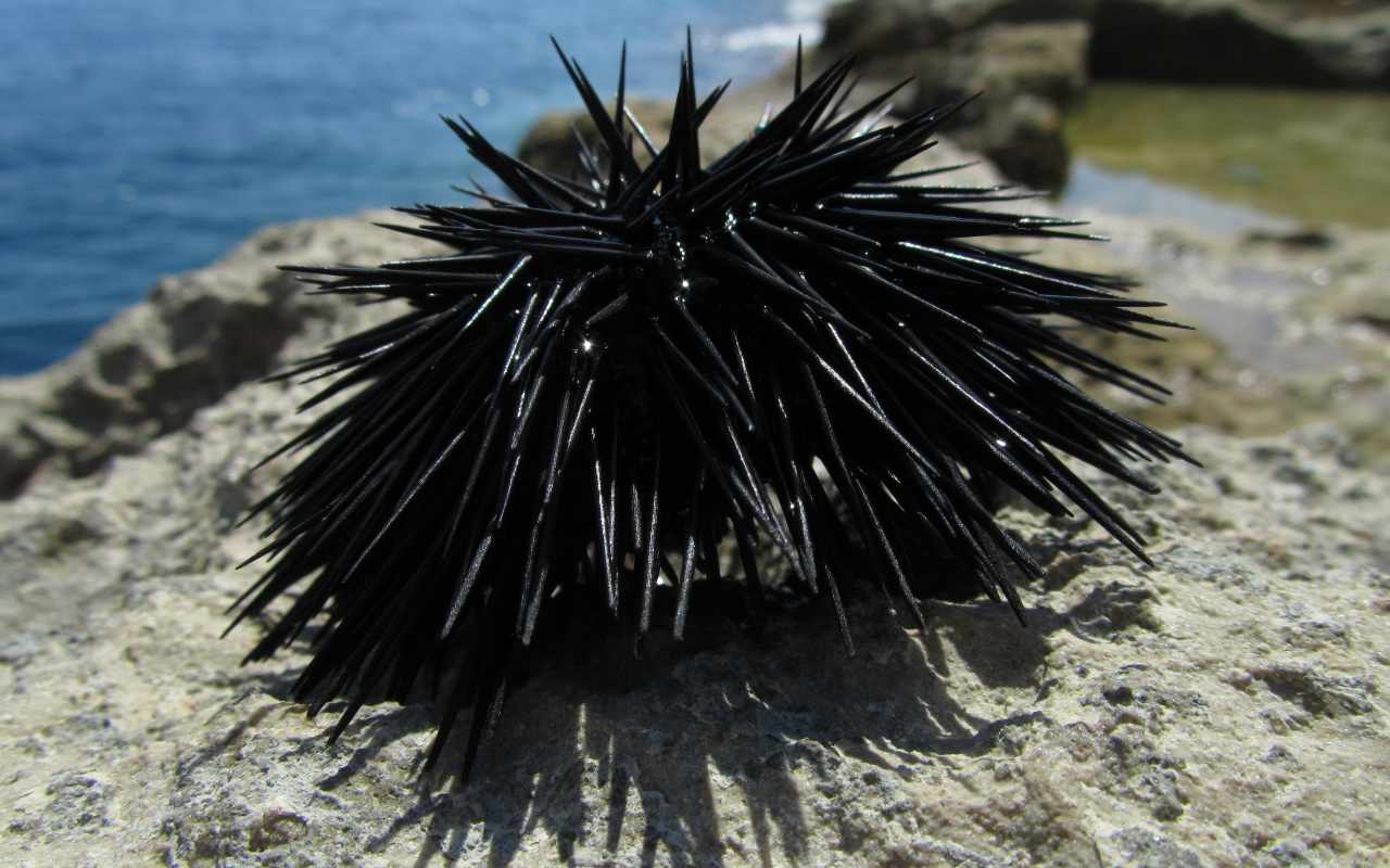 Un riccio di mare su uno scoglio