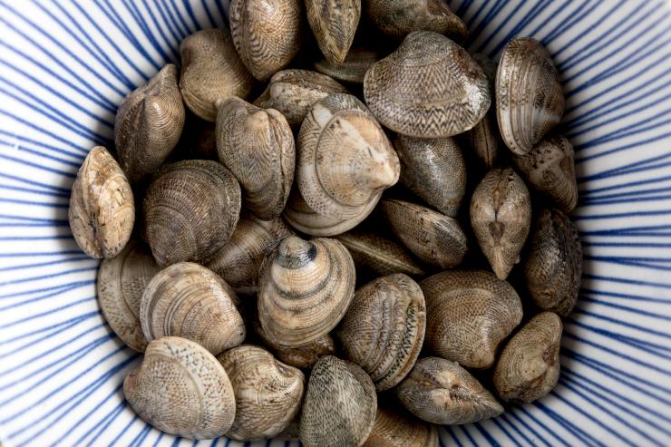 Vongole fresche